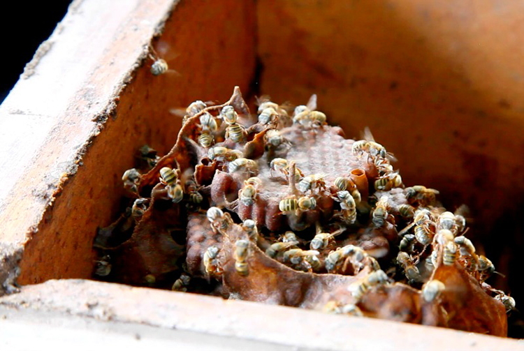 miel de abejas meliponas